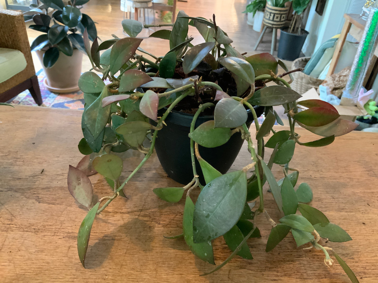 Hoya Sipitangensis