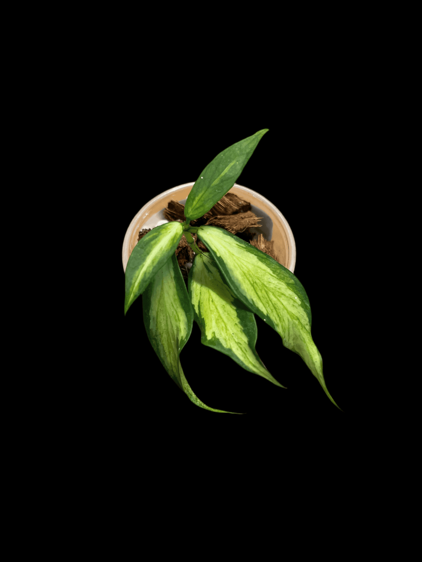 Inner Variegated Polyneura