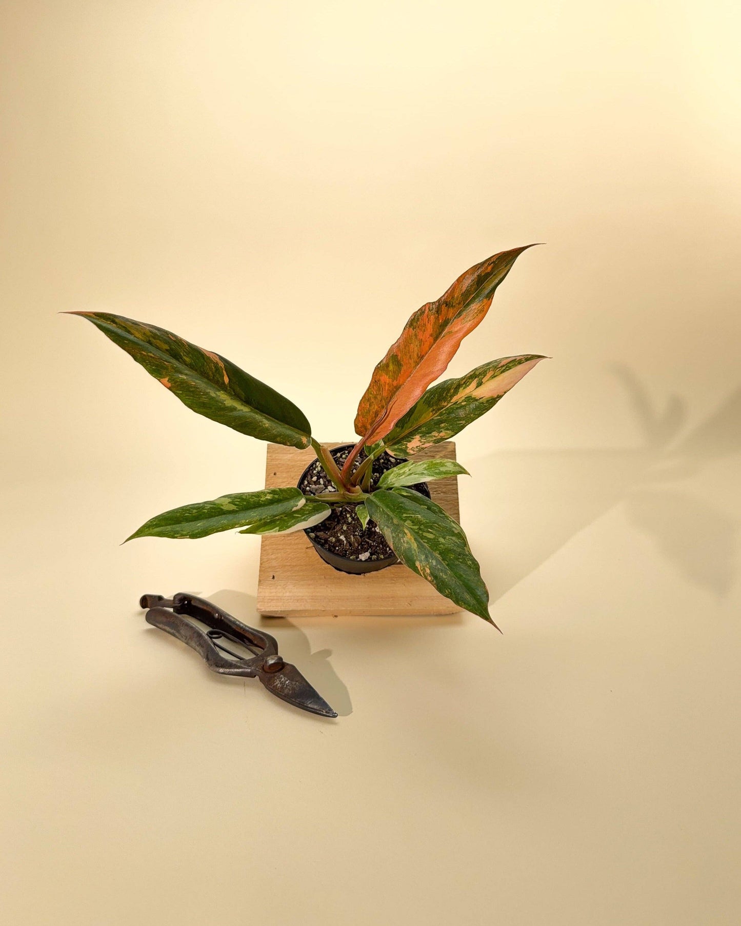 4" Variegated Philodendron Caramel Marble 'Heatwave'
