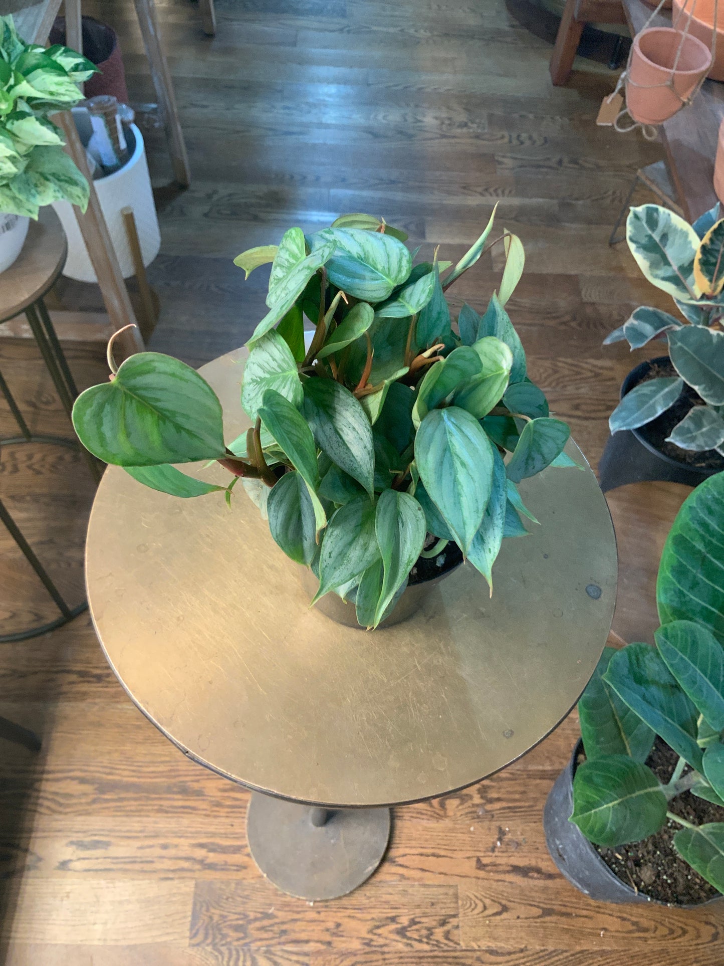 Philodendron ‘sp Sodiroi’