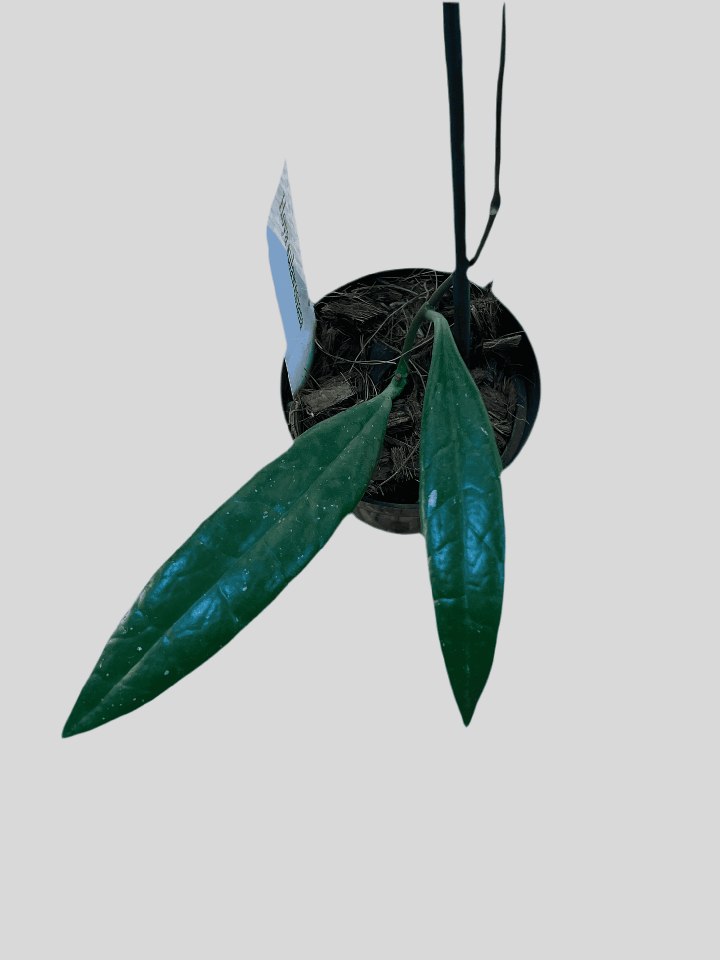 Hoya 'Sulawesiana'