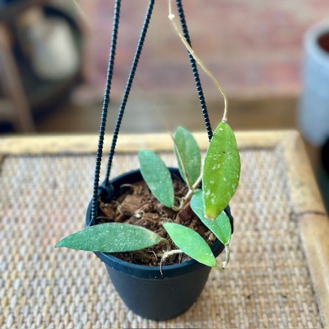 Hoya 'Scortechinii'