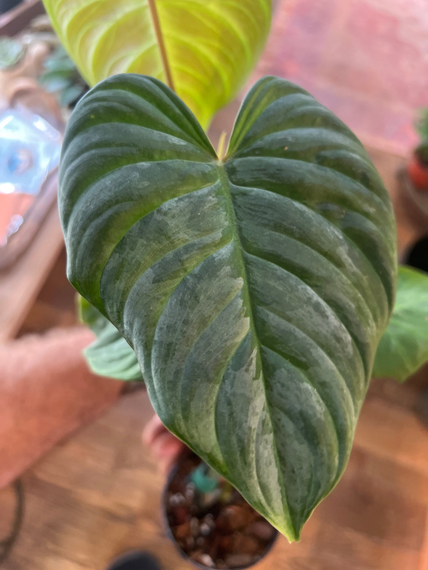 Philodendron “Majestic”