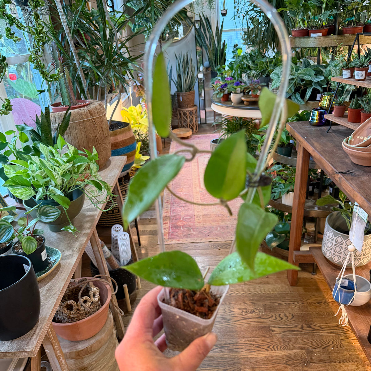 Hoya Cinnamomifolia Albomarginata
