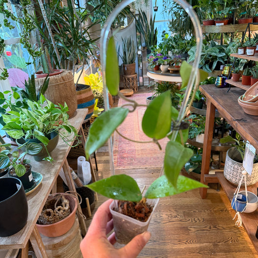 Hoya Cinnamomifolia Albomarginata