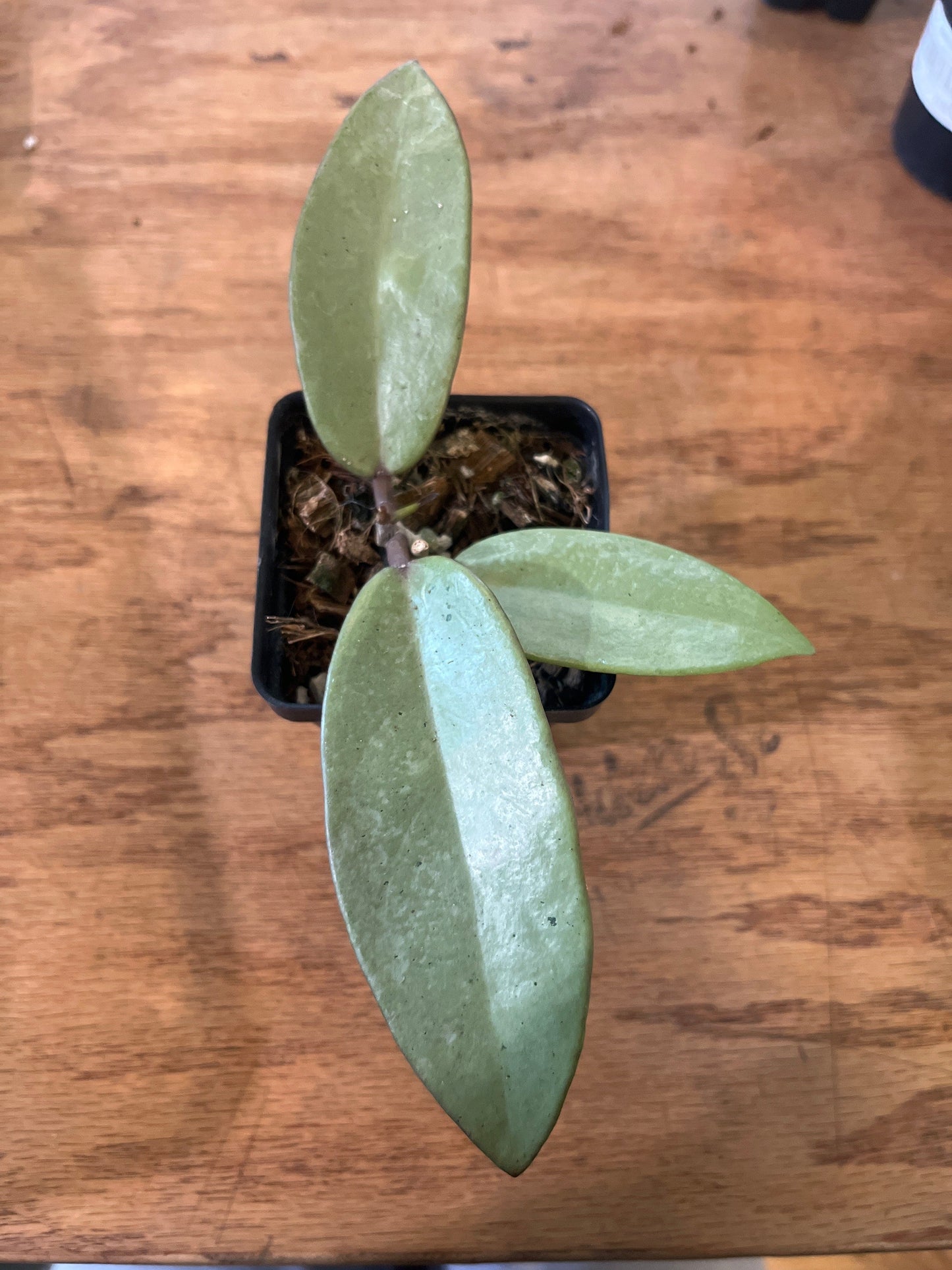 Hoya Silver Dollar