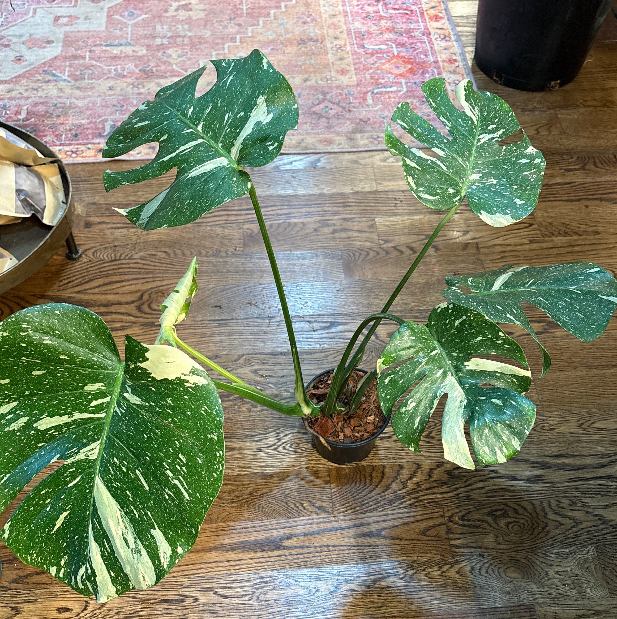monstera thai constellation seeds Buy Monstera 'Thai Constellation' Online