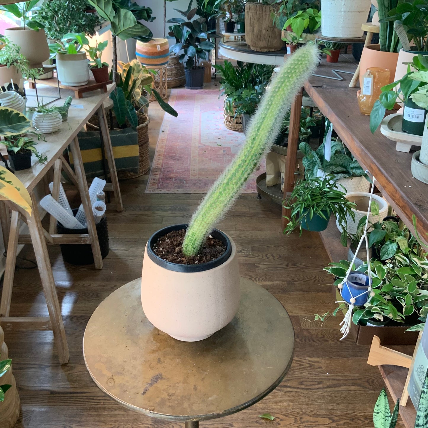 Variegated Monkey Tail Cacti