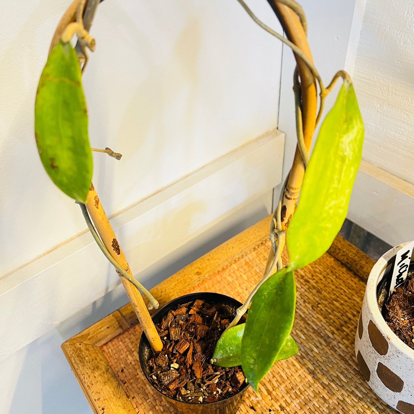 SALE Hoya 'Cinnamomifolia' on Trellis