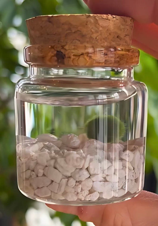 Moss Amigo āGrab a Marimo Moss Ballā