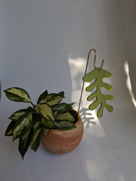 Plant Pick: Fern Charm