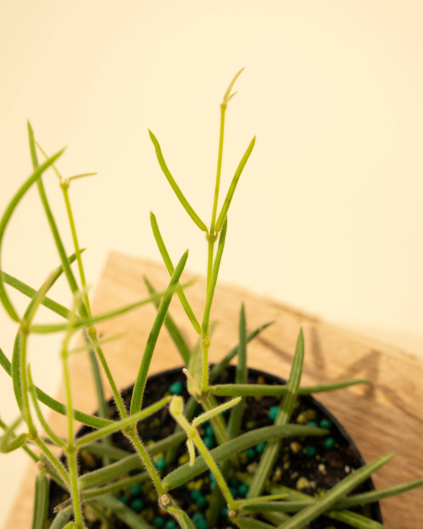 4" Hoya 'Linearis'