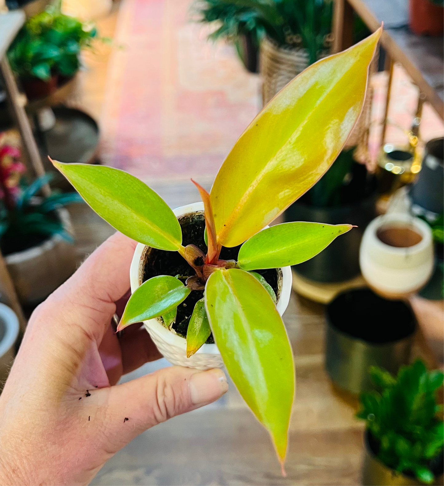 Philodendron Prince of Orange
