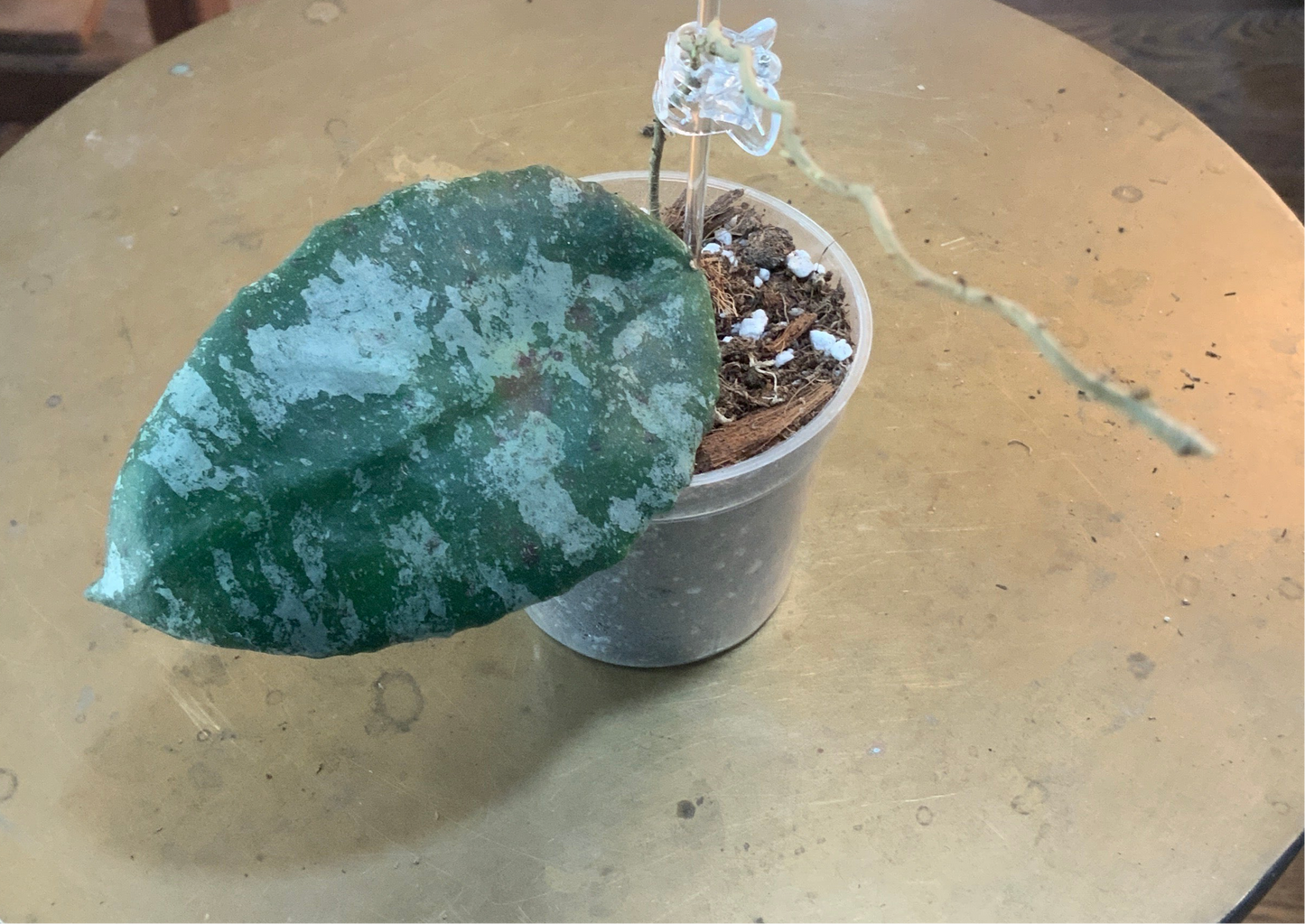 Cauldata silver splash