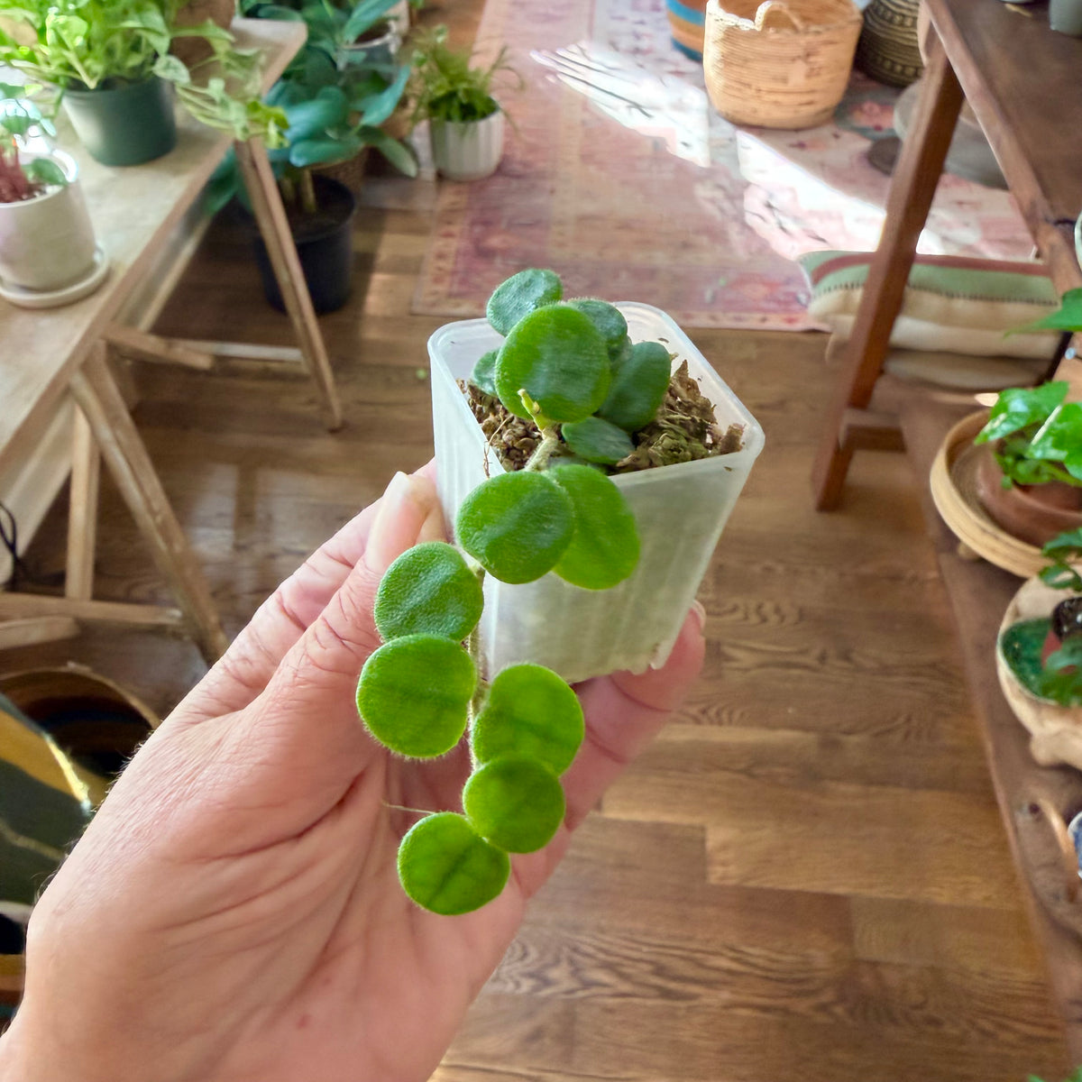 Hoya ‘Serpens’