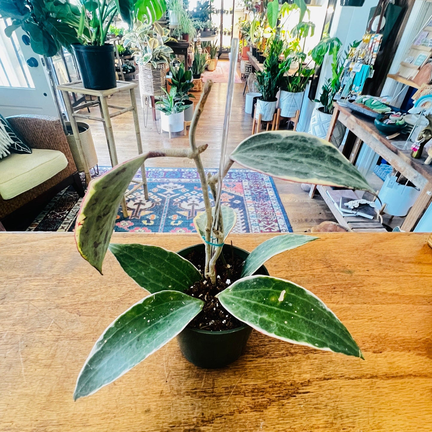 Hoya ‘Macrophylla Variegata’