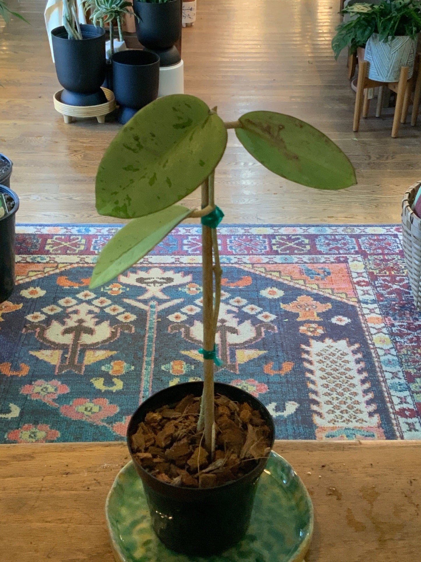 Hoya Silver Dollar