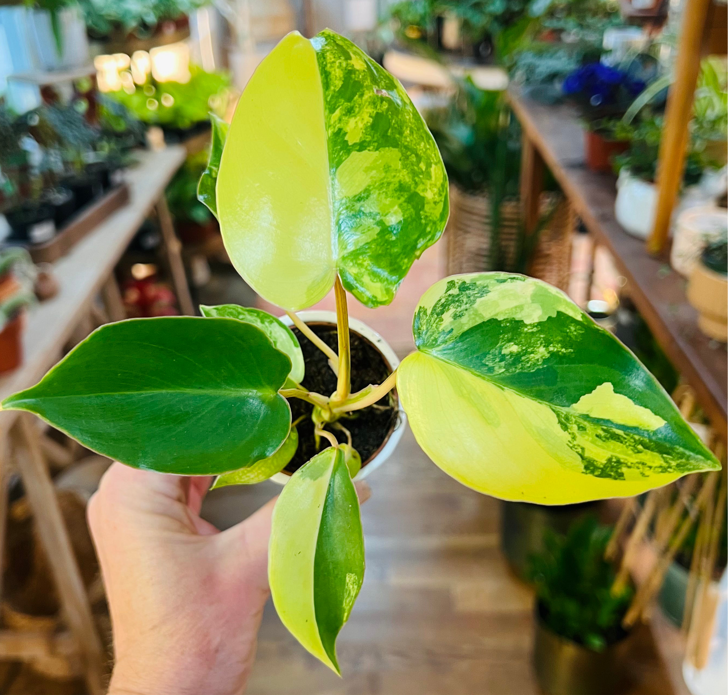 Philo Burle Marx variegated