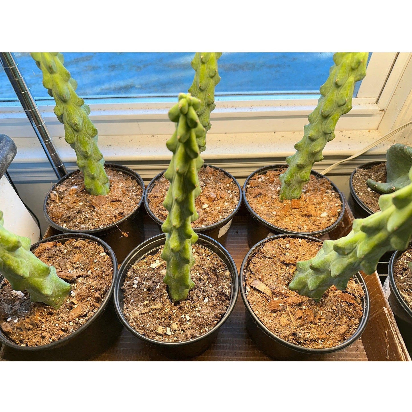 Cactus Boobie ‘Myrtillocactus Geometrizans’-available at Hidden Seed Plant Shop