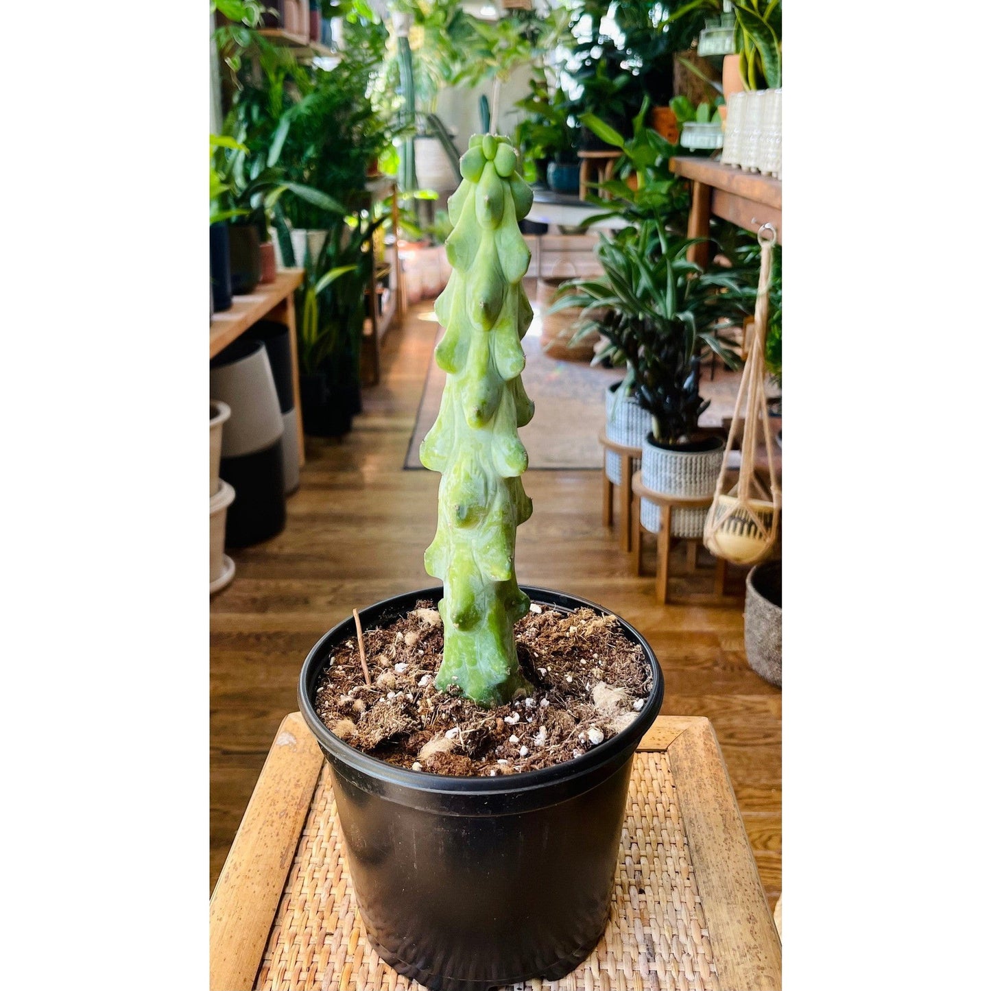 Cactus Boobie ‘Myrtillocactus Geometrizans’-available at Hidden Seed Plant Shop
