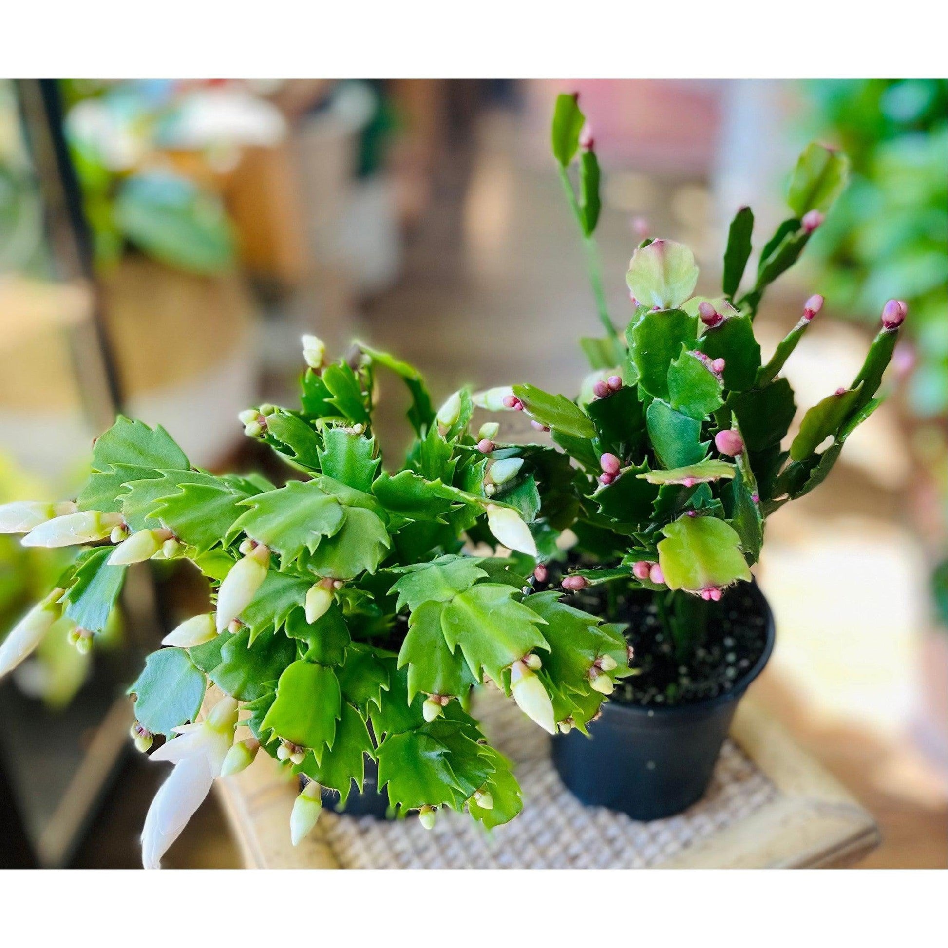 Christmas Cactus-available at Hidden Seed Plant Shop