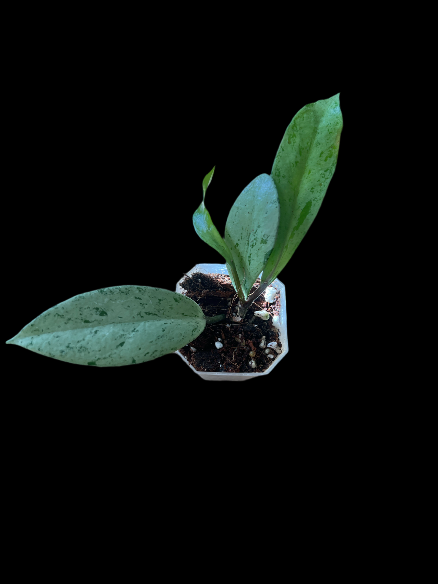 Hoya pububicaylx pink silver ghost