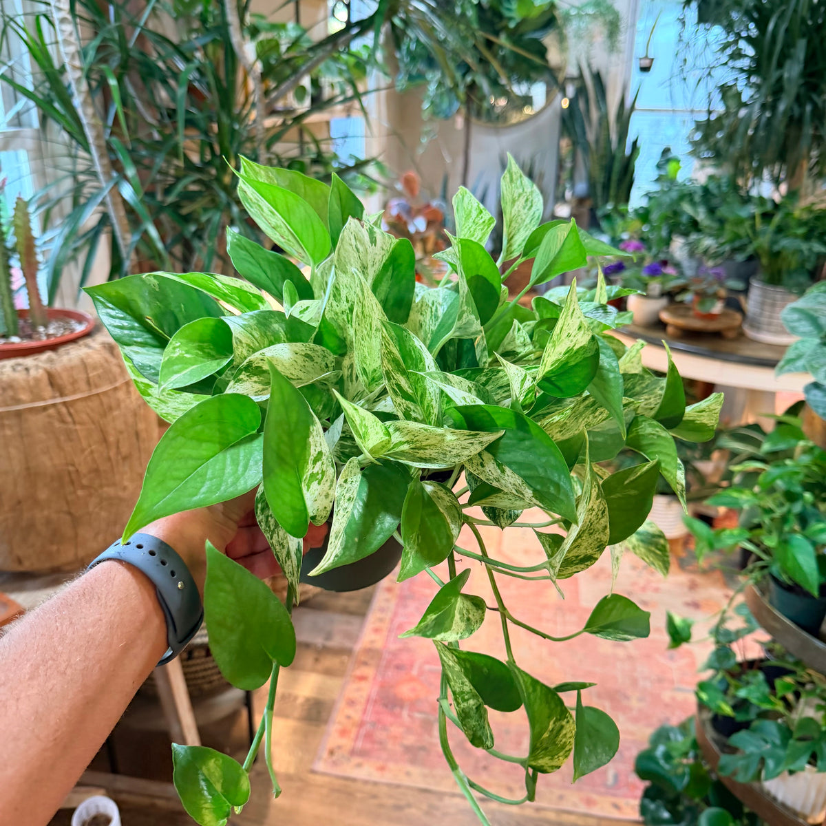 Pothos ‘Boreal’