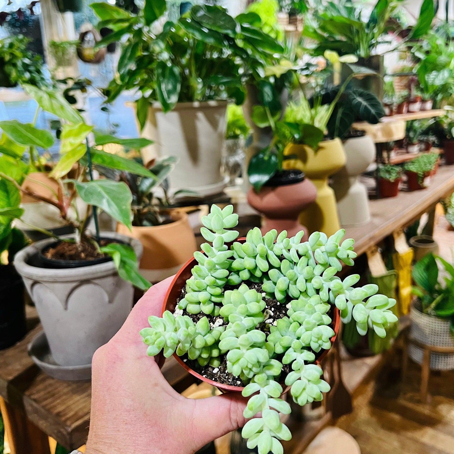 Donkey | Burro's Tail (Sedum Morganianum)-available at Hidden Seed Plant Shop