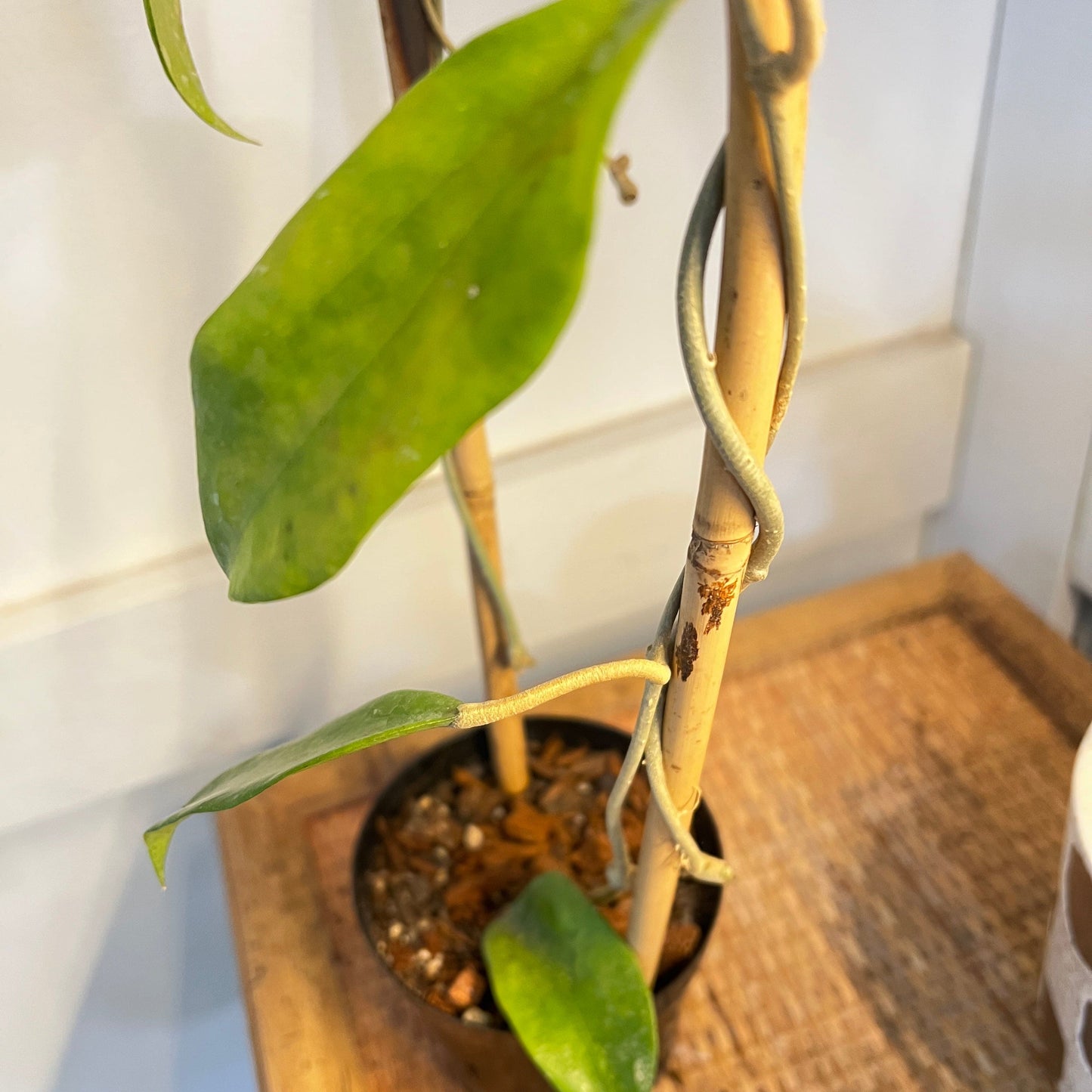 SALE Hoya 'Cinnamomifolia' on Trellis