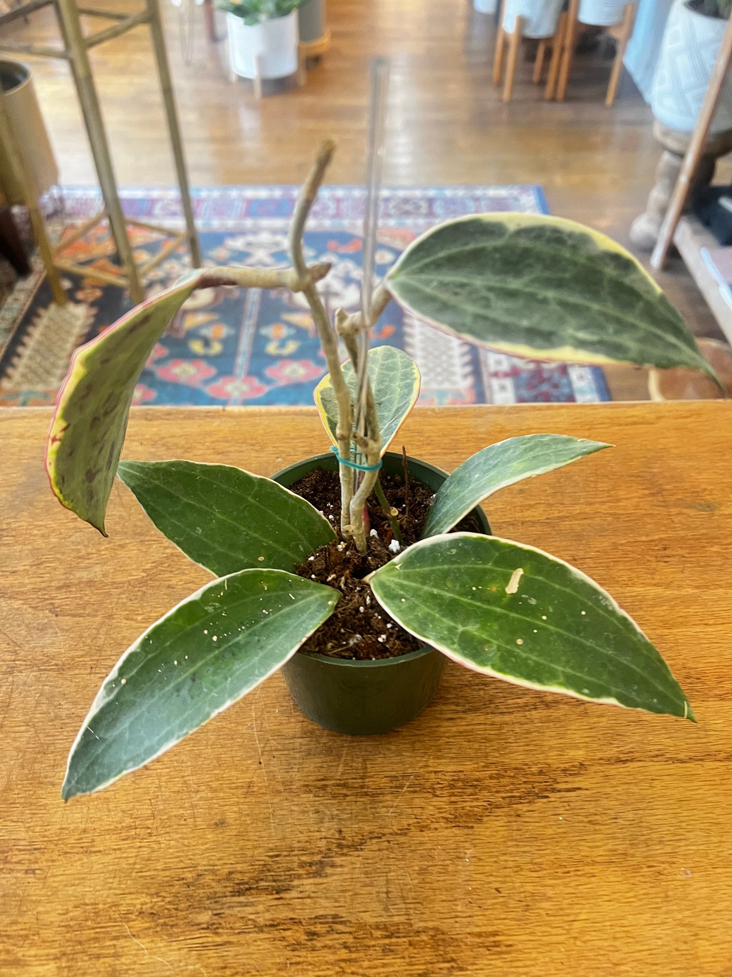 Hoya ‘Macrophylla Variegata’