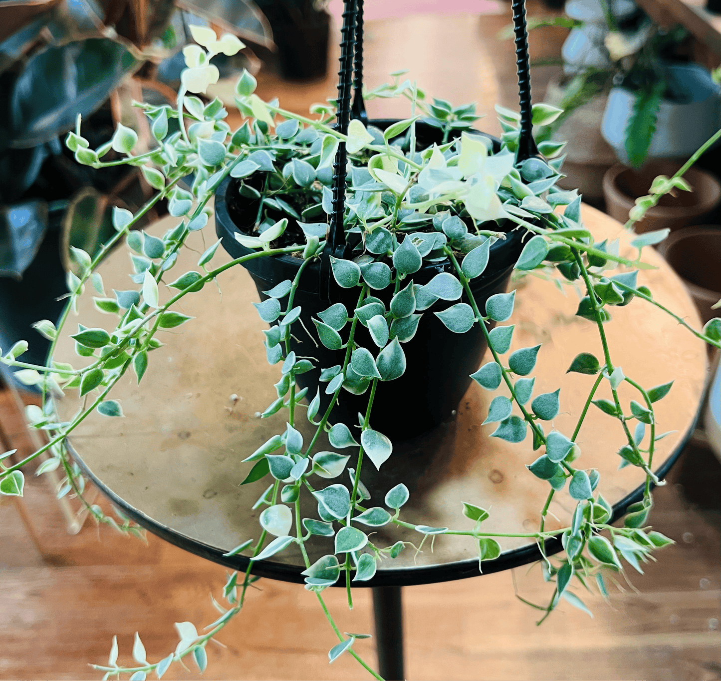 Dischidia Million Hearts Variegated (growers choice)