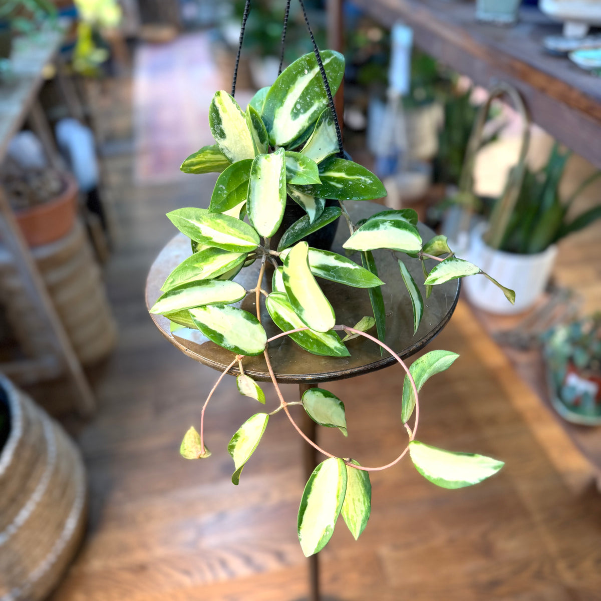 Hoya 'Acuta' (Inner Variegation)