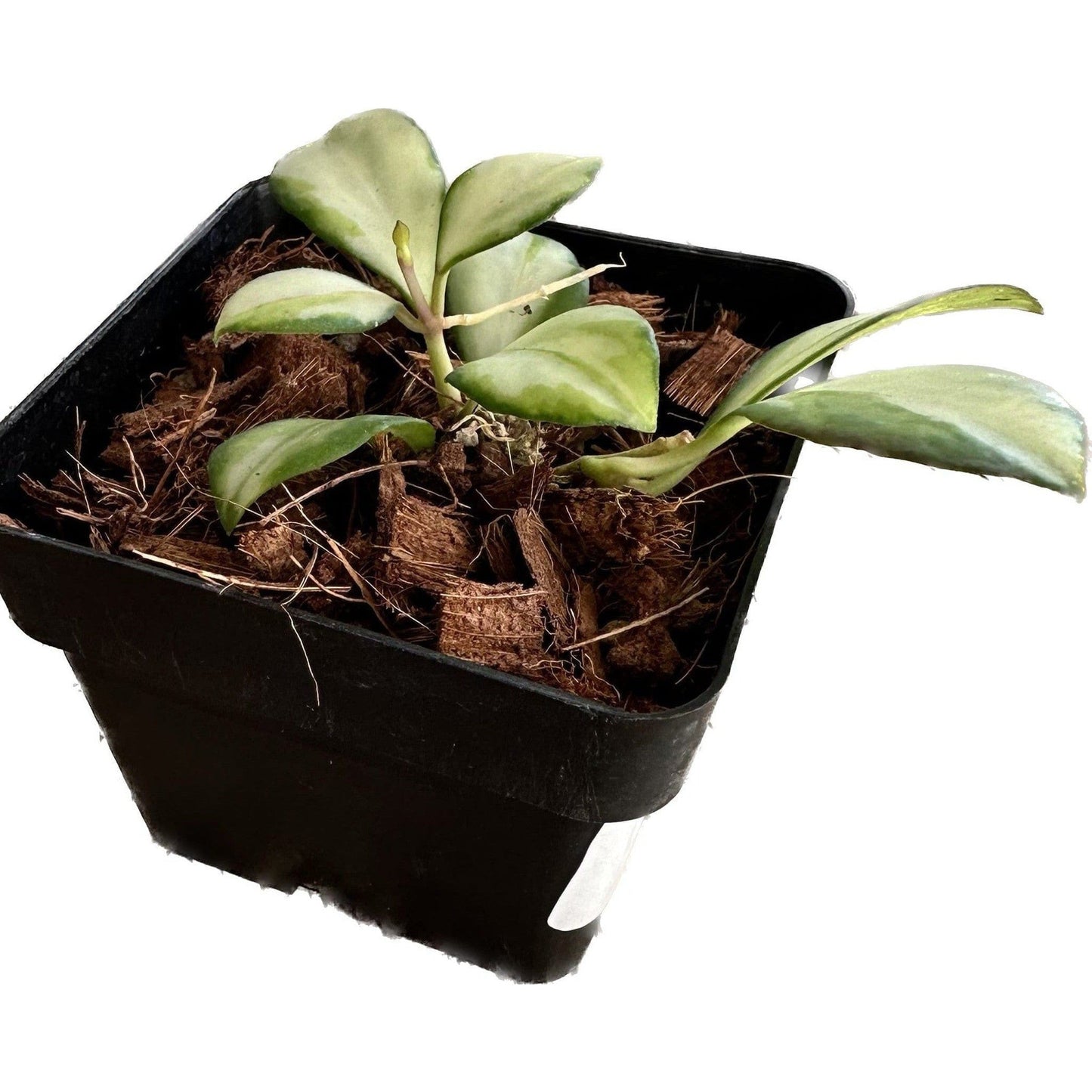 'Elizabeth' (Berg's Potter) w/Saucer-available at Hidden Seed Plant Shop
