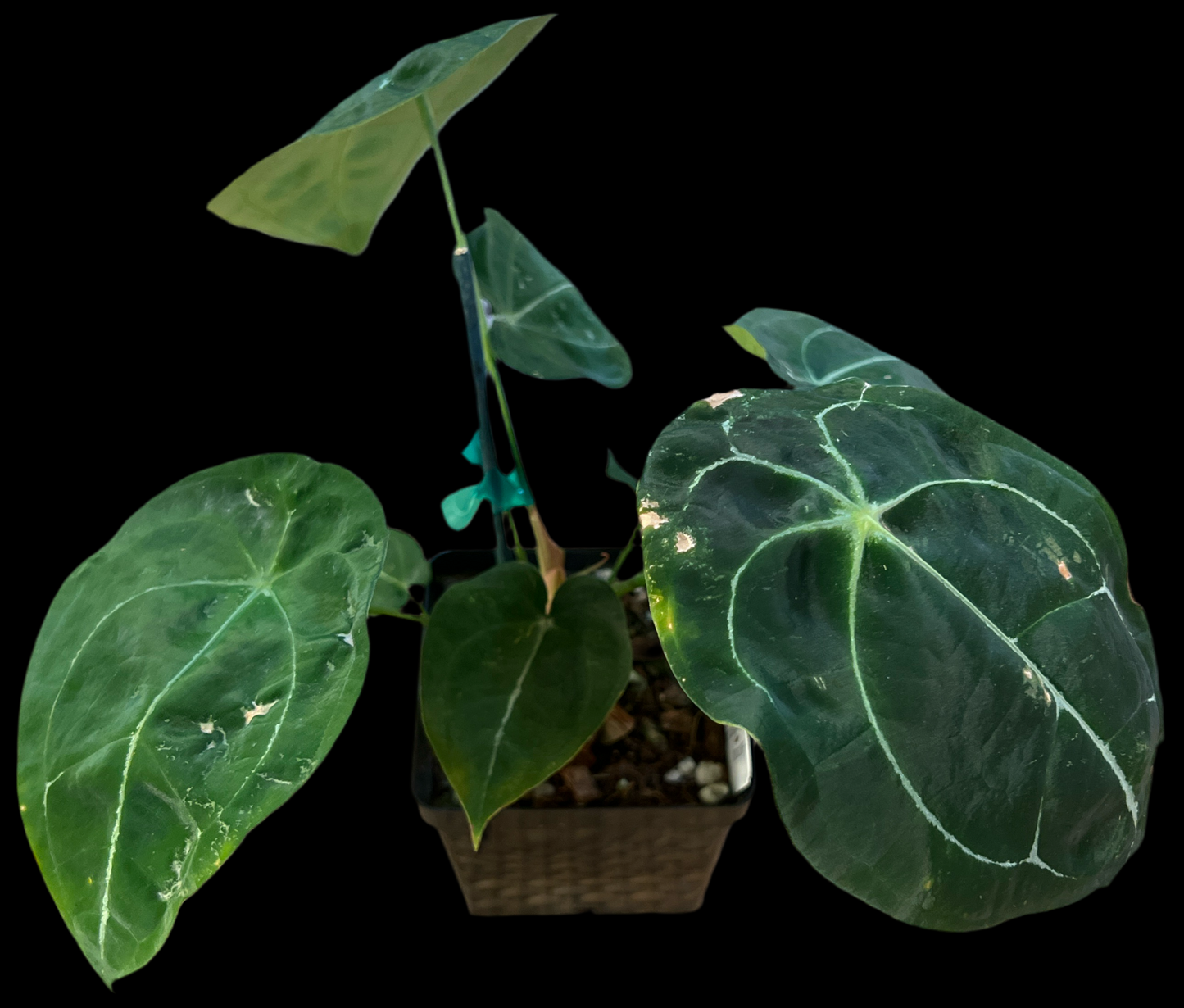 Anthurium 'Vittarifolium x Forgetii’