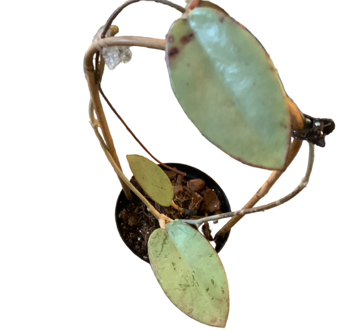 Hoya 'Silver Dollar' 4 leaf