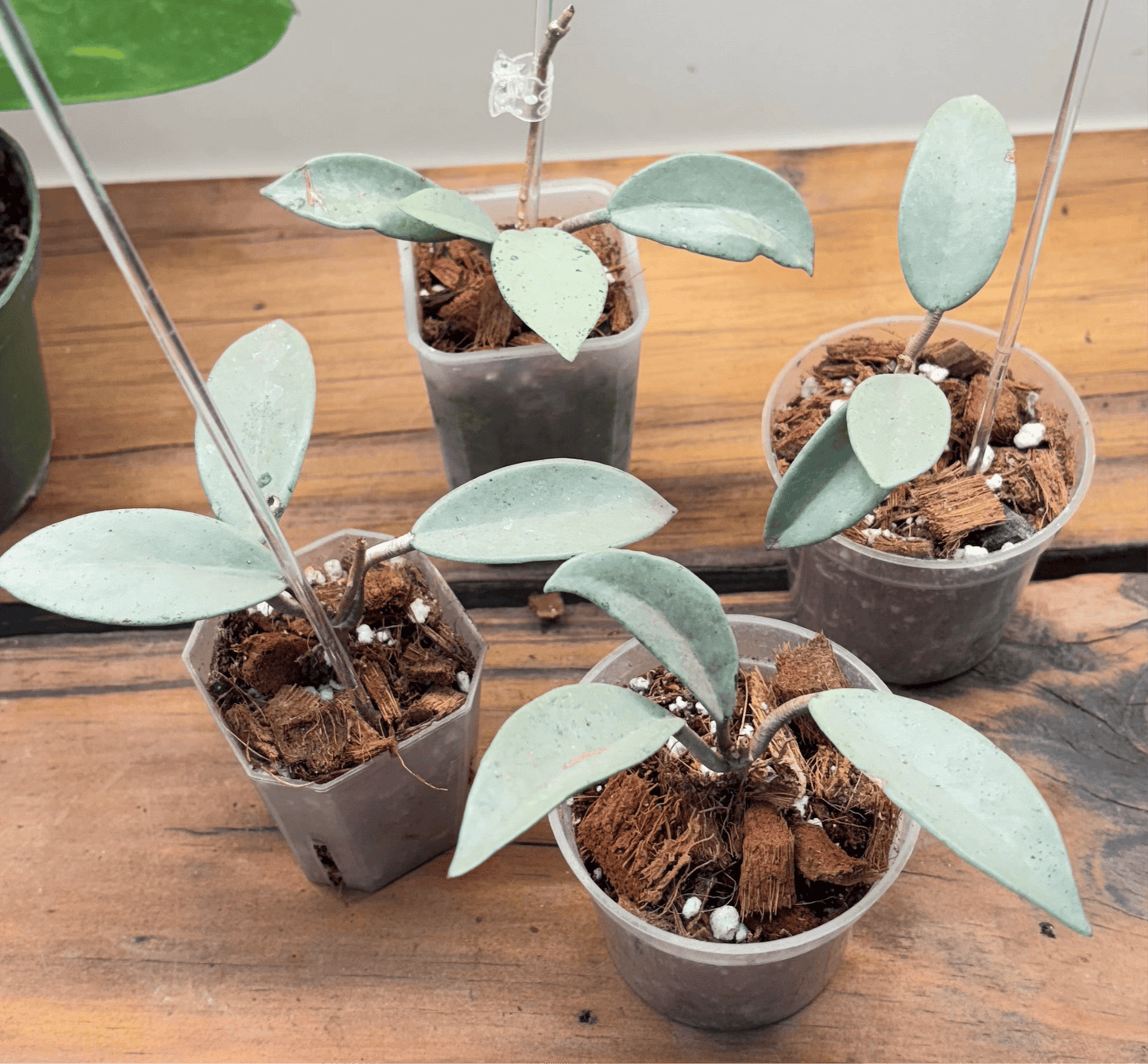 Hoya Wilbur Graves Silver