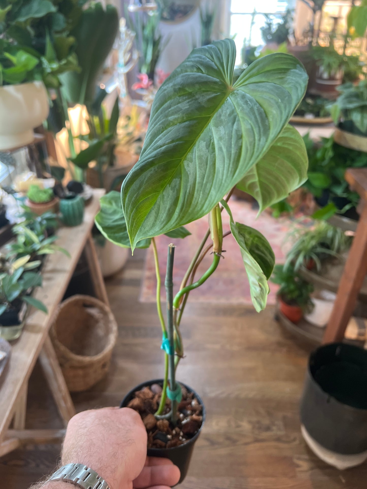 Philodendron “Majestic”