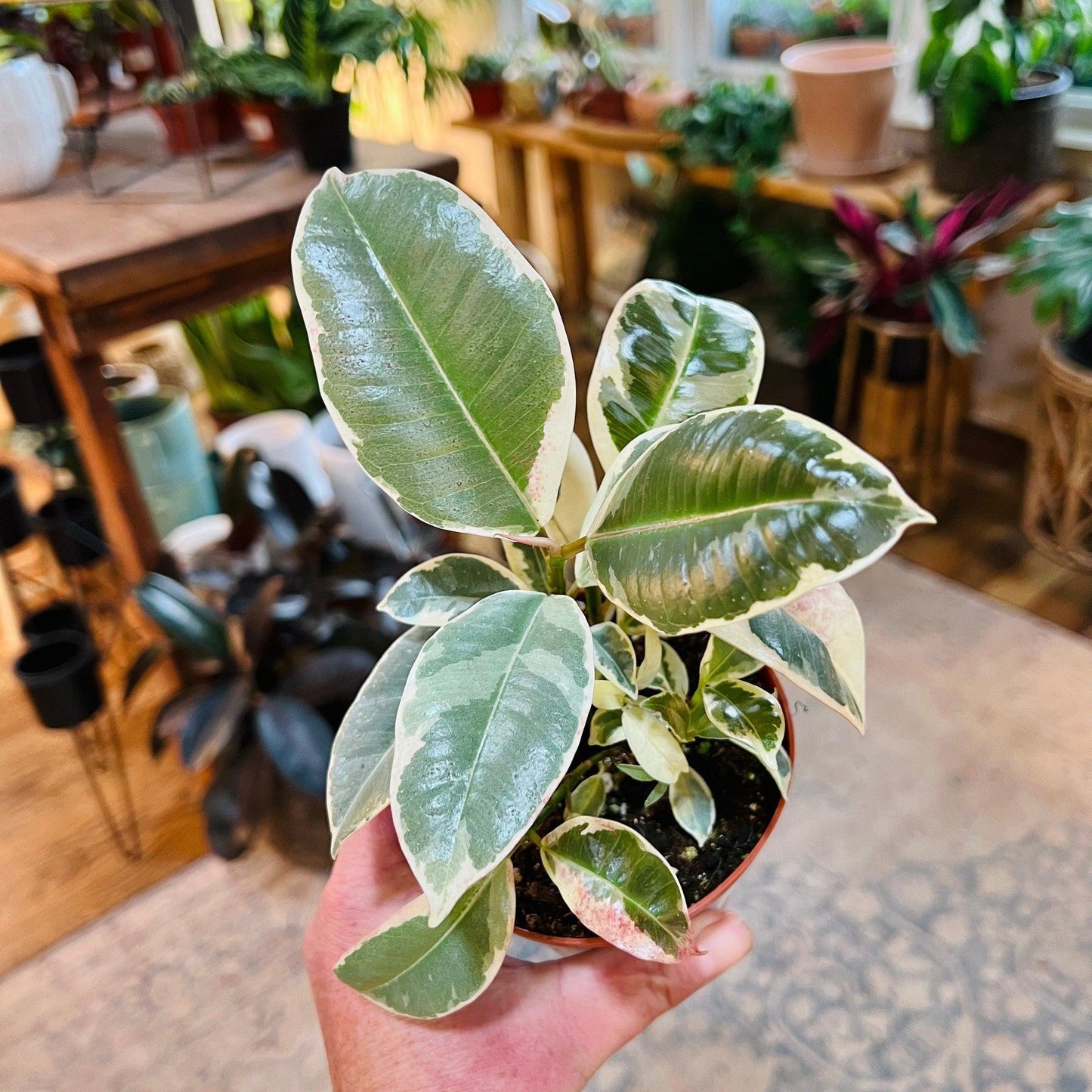 Ficus ‘Tineke' (Elastica/Decora)-available at Hidden Seed Plant Shop