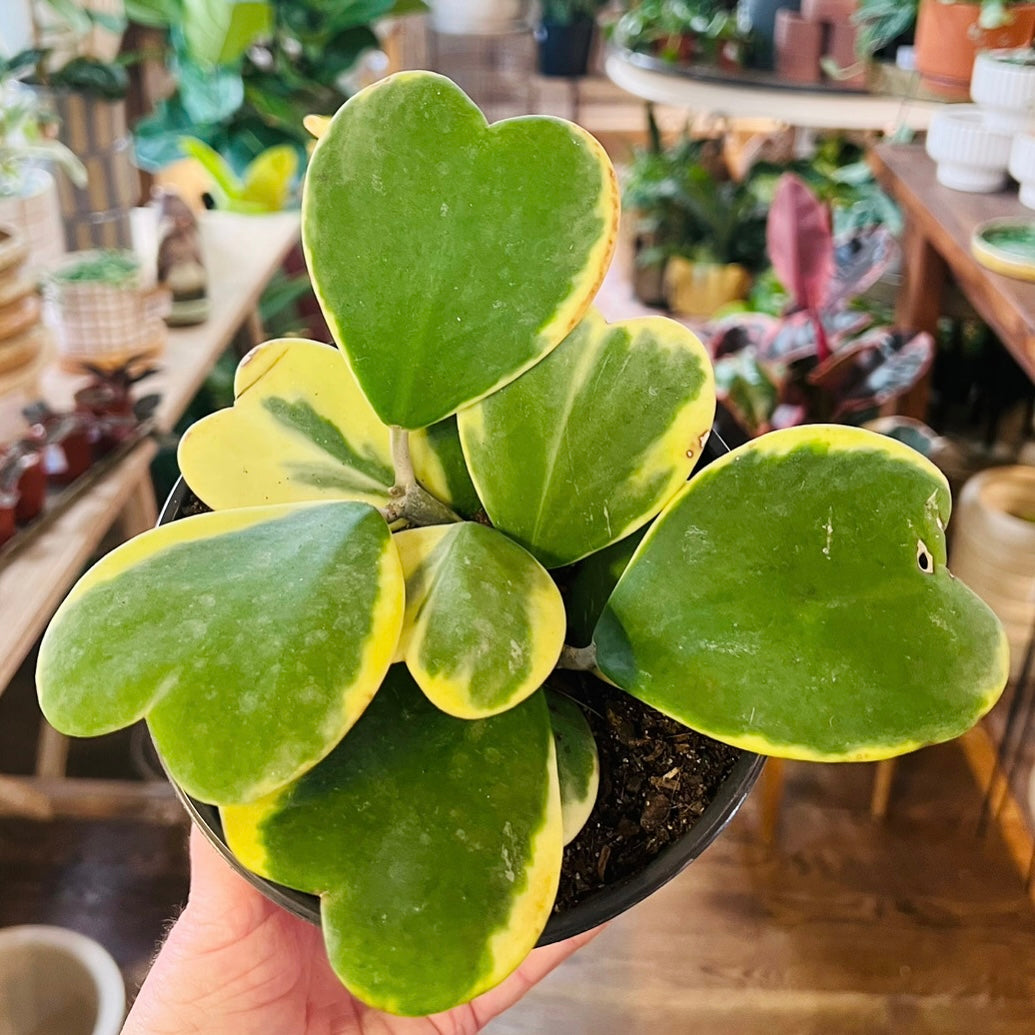 Hoya Kerrii outer variegation