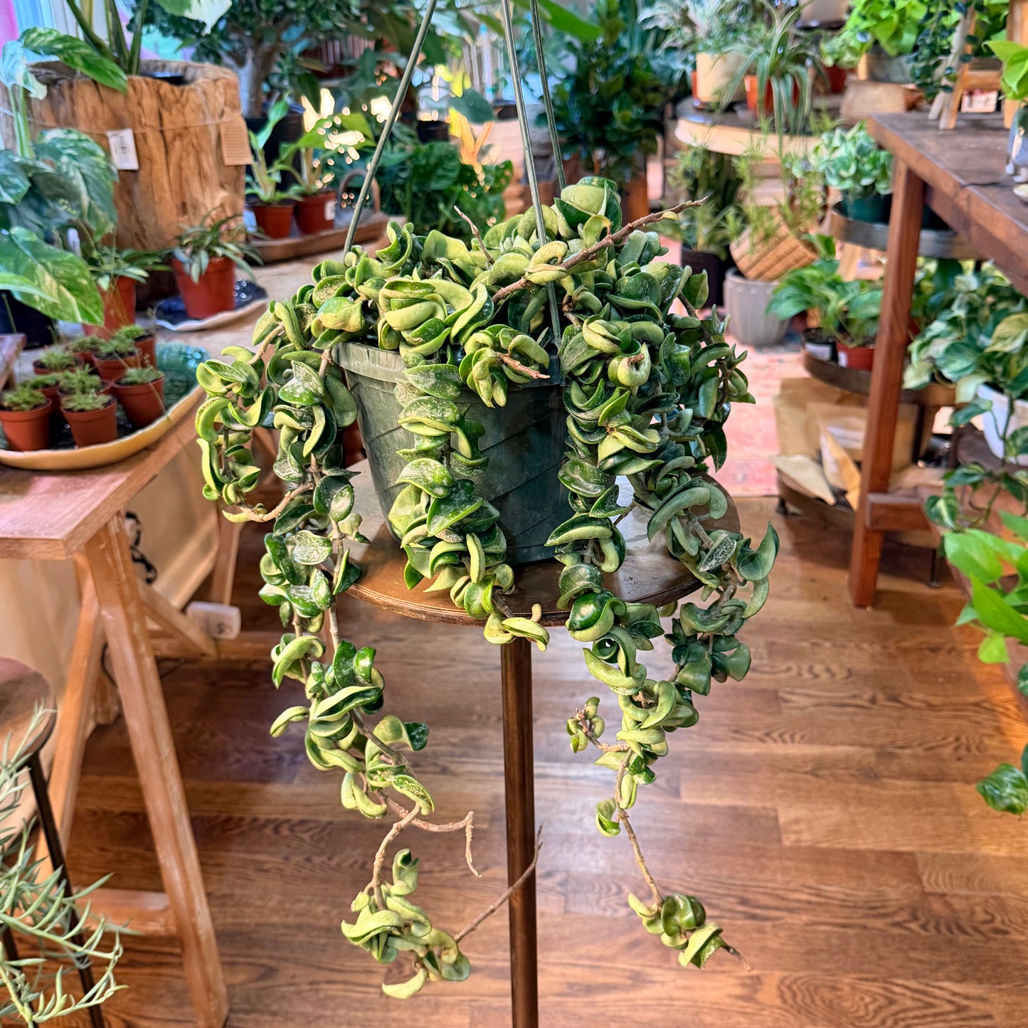 Hoya Hindu rope