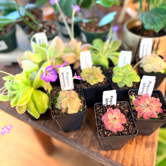 Pinguicula (Carnivorous Collection)