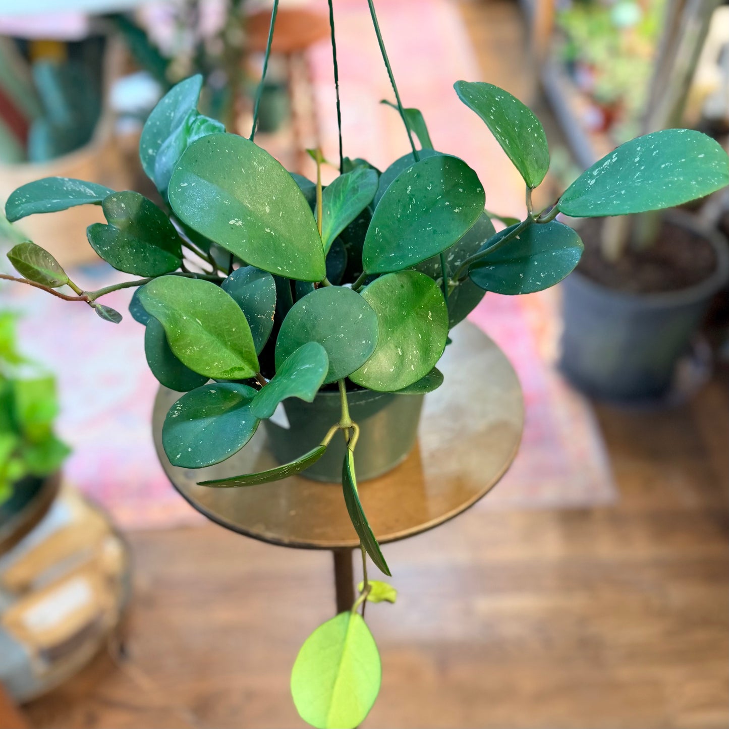 Hoya Obovata Splash