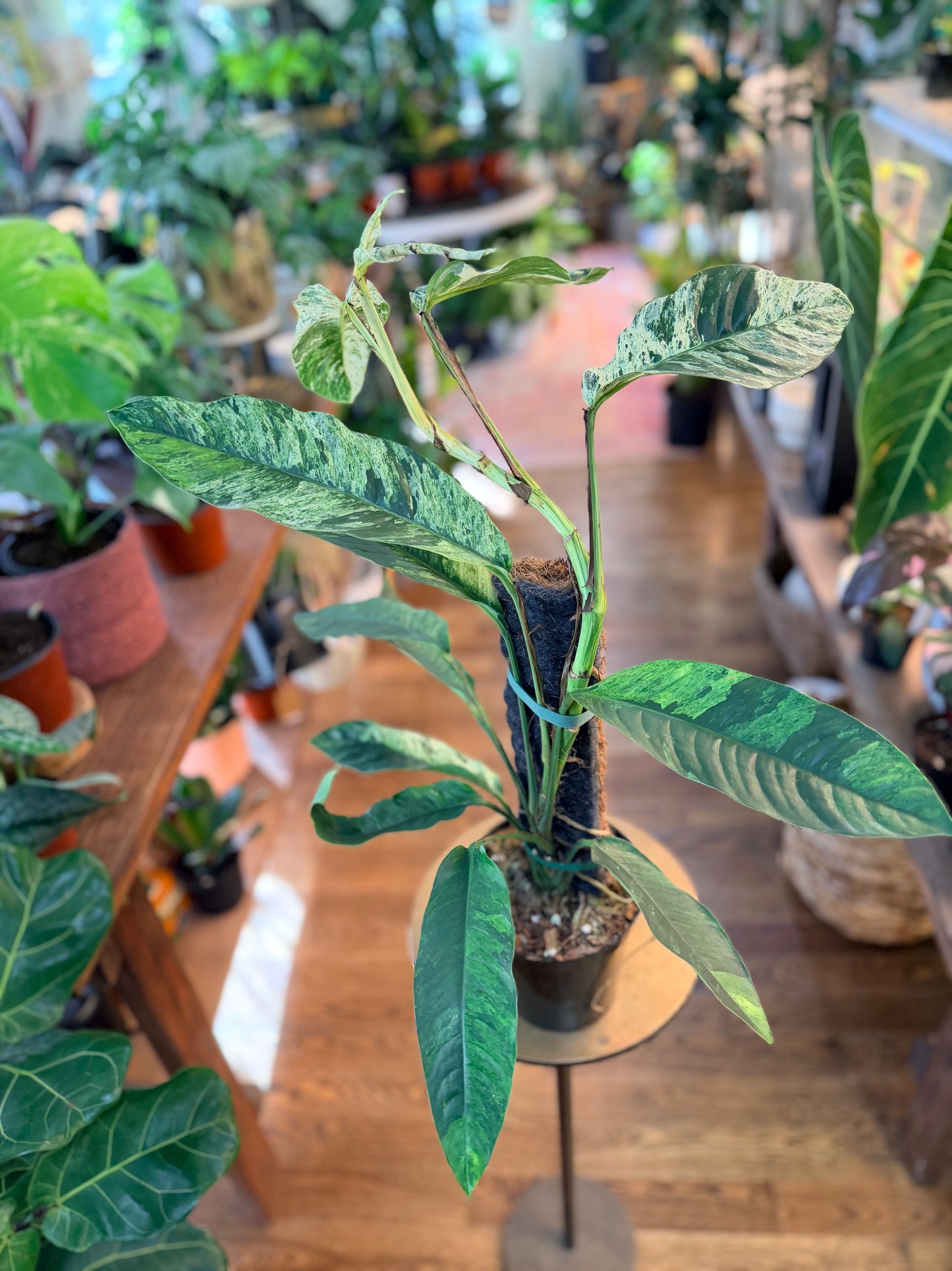 Rhaphidophora 'Foraminifera - Variegated’