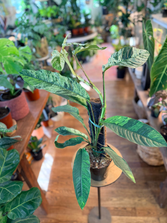 Rhaphidophora 'Foraminifera - Variegated’