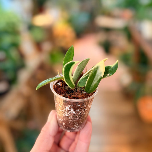 Hoya LYI outer variegated