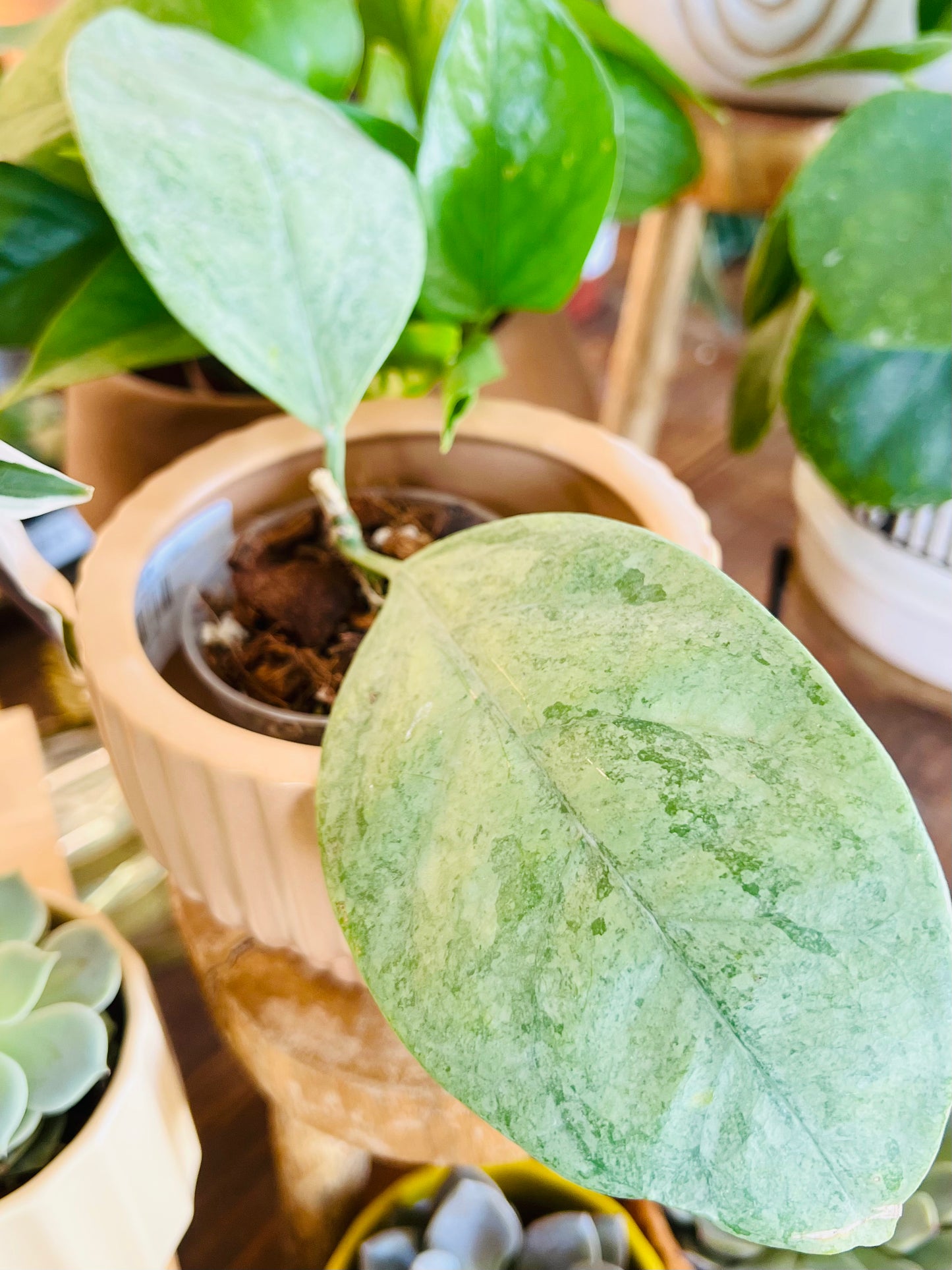 Hoya Coriacea Silver
