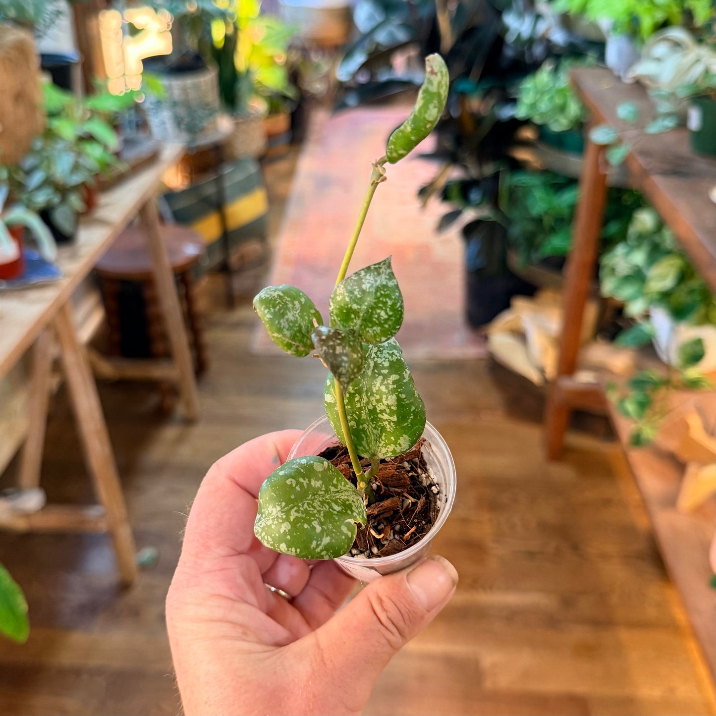 Hoya Lacunosa Sweet Love