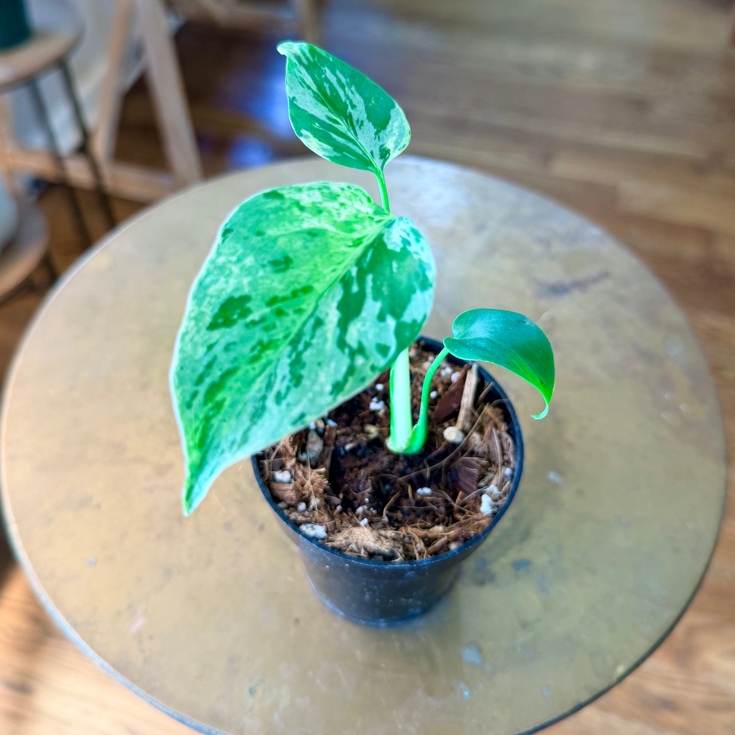 Monstera deliciosa 'Bulbasaur'