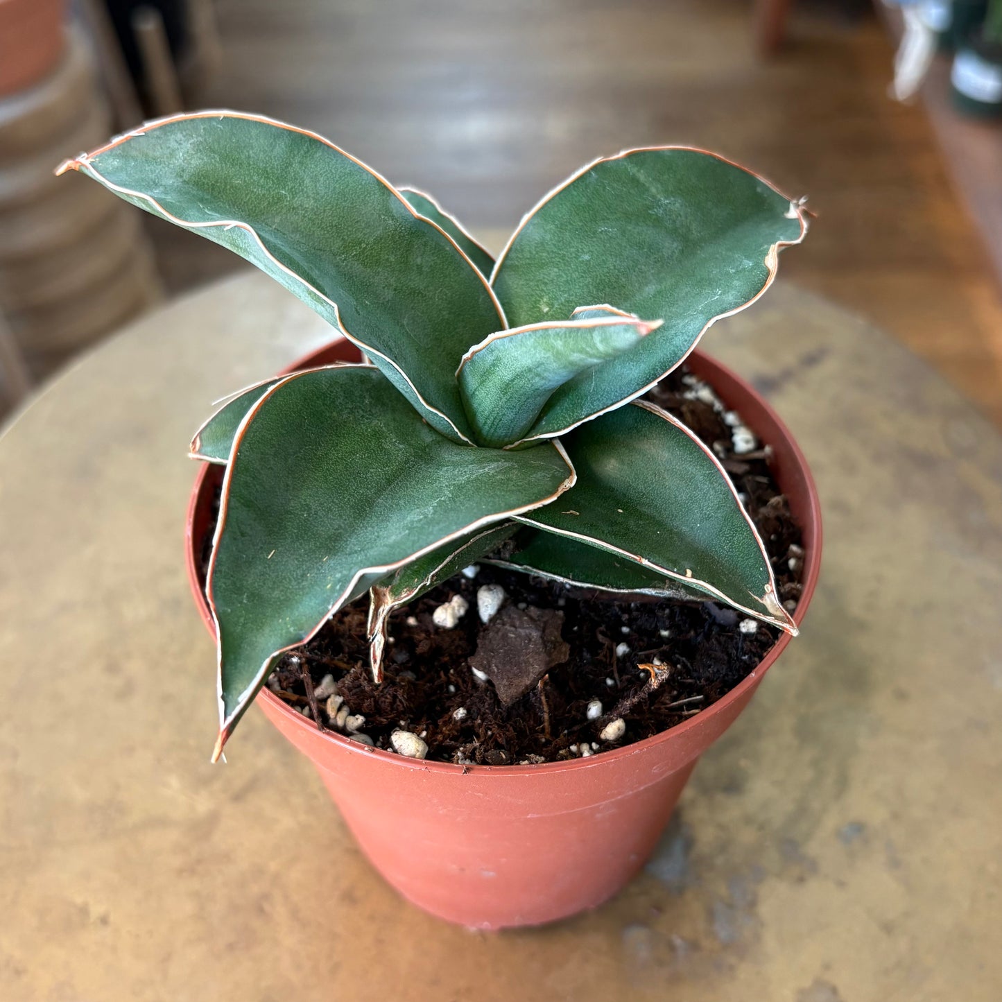 Sansevieria blue kew