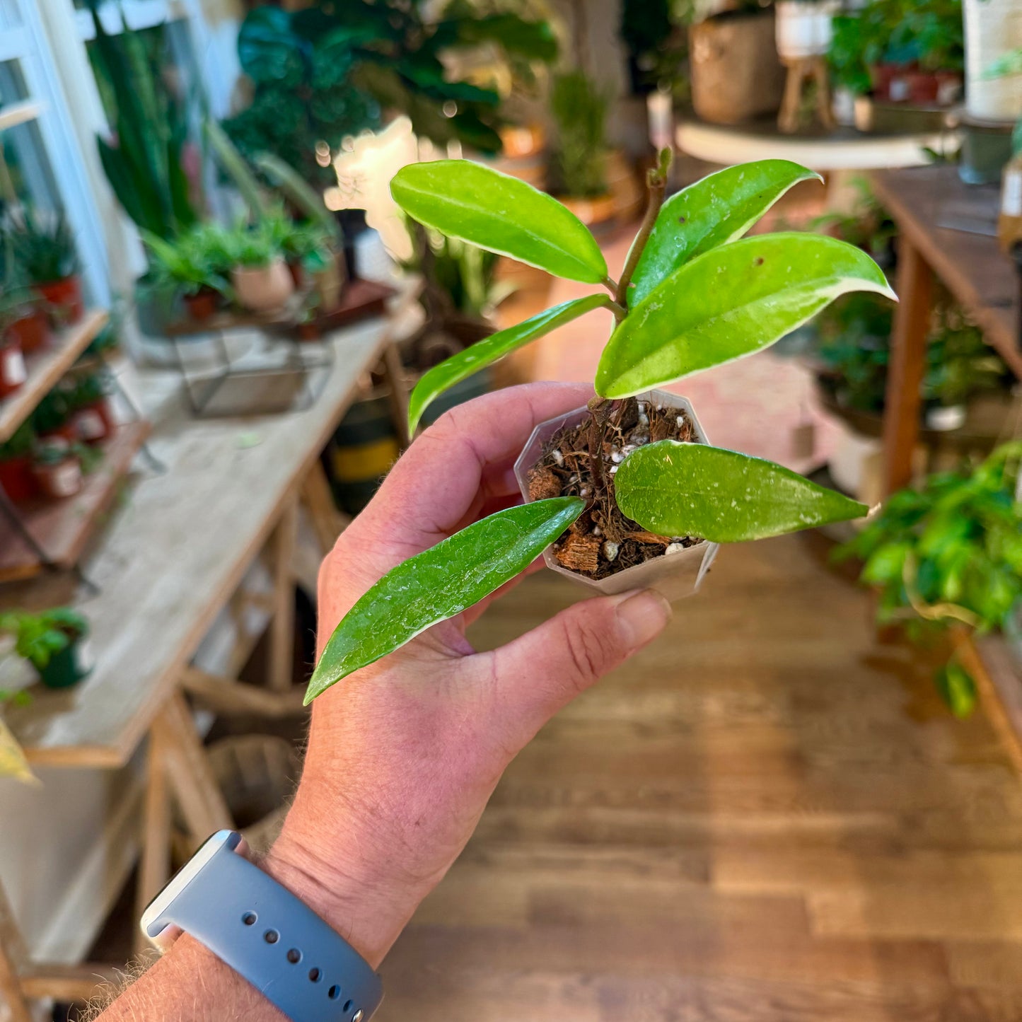 Hoya Publicalyx Albomarginata splash
